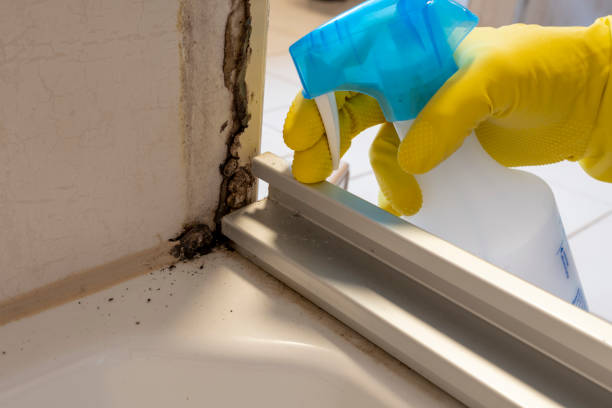 Best Basement Mold Remediation in Winfield, MO