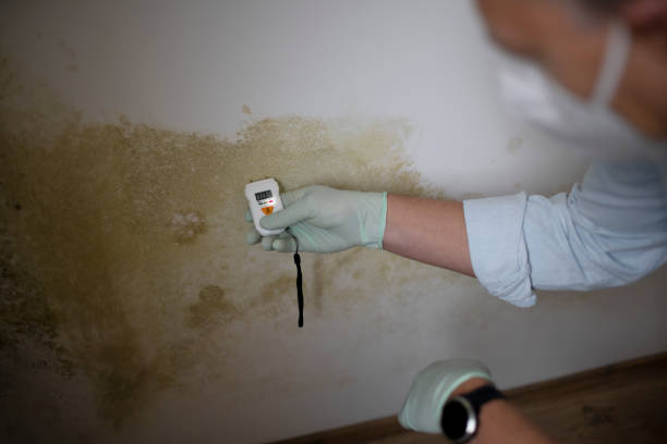 Best Industrial Mold Remediation in Winfield, MO