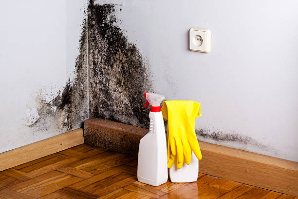 Best Bathroom Mold Remediation in Winfield, MO